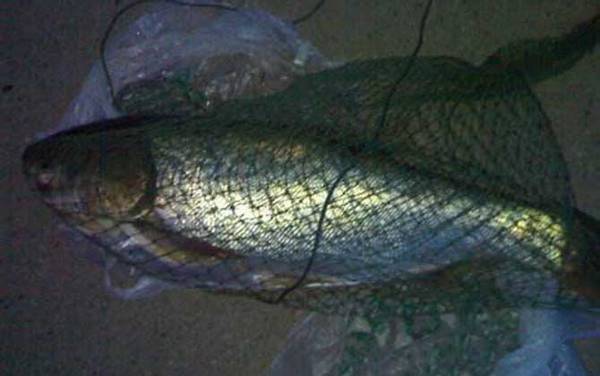 钓鳙鱼用什么饵最好?