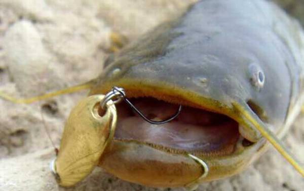 路亚鲶鱼用什么假饵?