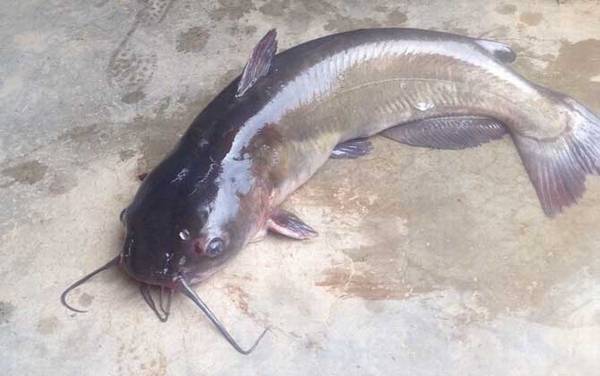 伊豆6号钩适合钓什么鱼?