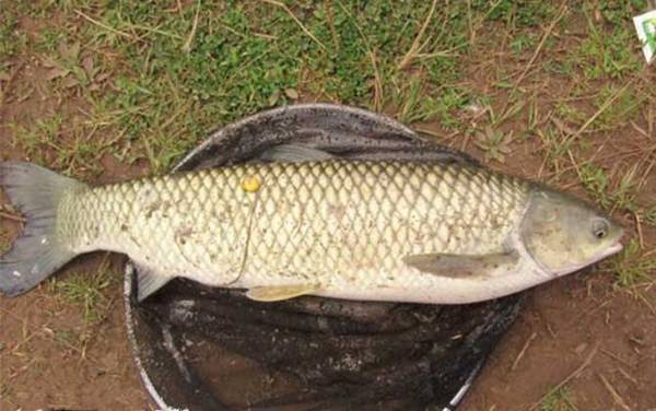 钓20斤草鱼用多大线组?