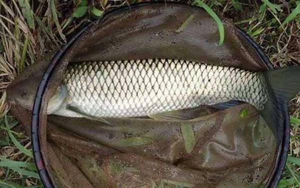 钓20斤草鱼用多大线组?