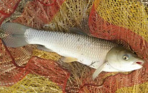 钓草鱼用多大的浮漂最好?