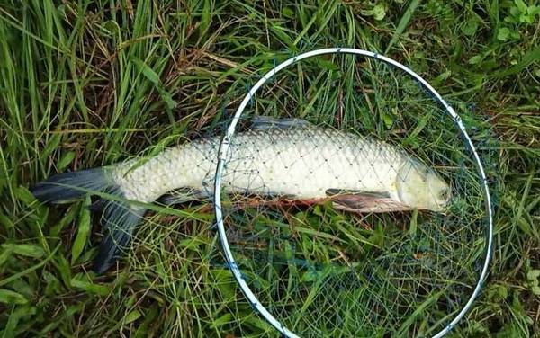 钓草鱼用多大的浮漂最好?