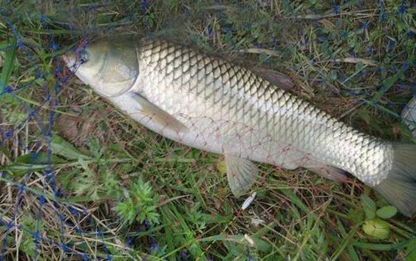 钓草鱼子线一般多长合适?