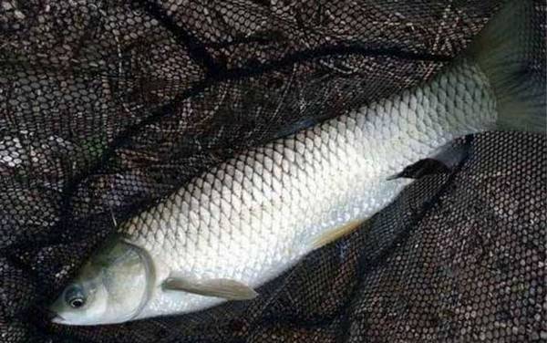 玉米钓草鱼用多大的钩子?