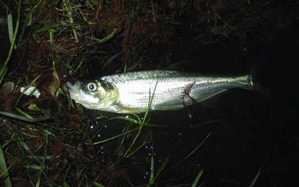 路亚翘嘴用几号pe线?