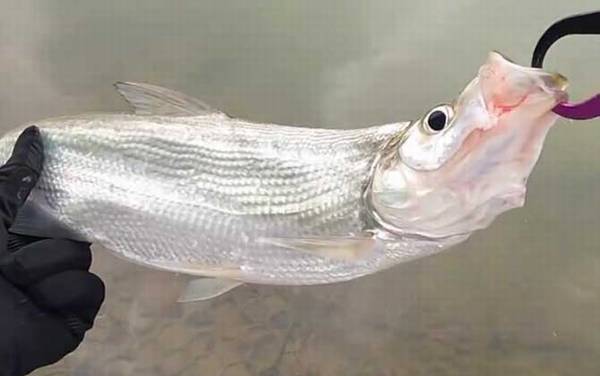 路亚翘嘴用多长的竿合适?