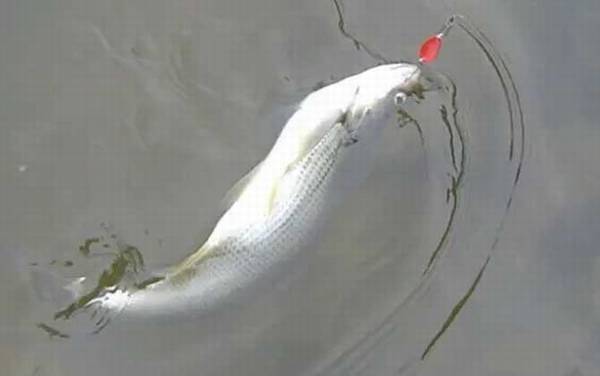 路亚翘嘴用多长的竿合适?