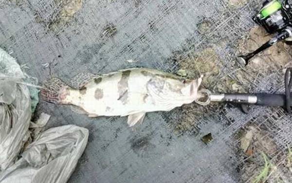 路亚鳜鱼用几号pe线(大力马线)?