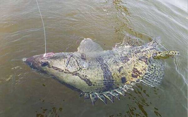 路亚鳜鱼用几号pe线(大力马线)?