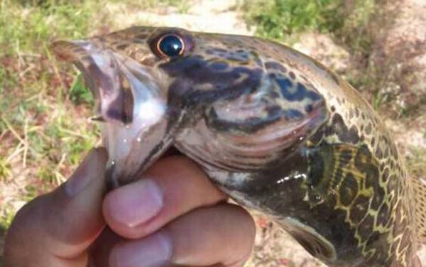 路亚鳜鱼用M调还是ML调鱼竿?