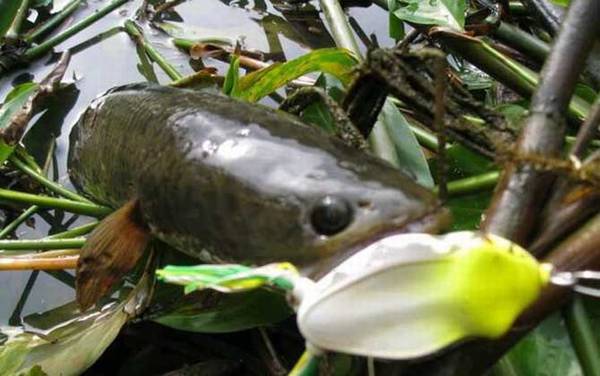 路亚钓法一般用几号线?