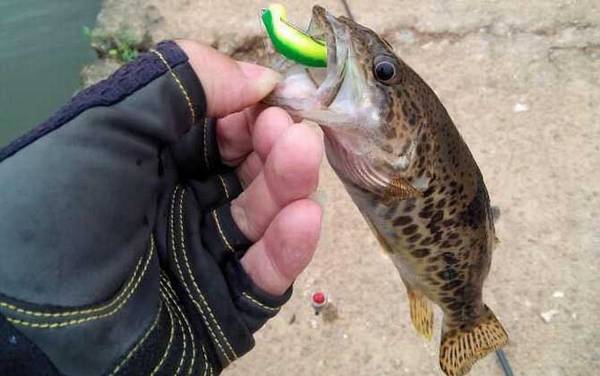 路亚用几号pe线最合适?