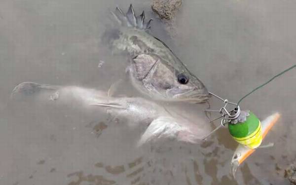 路亚用几号pe线最合适?