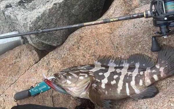 钓石斑鱼用几号钩和几号线?