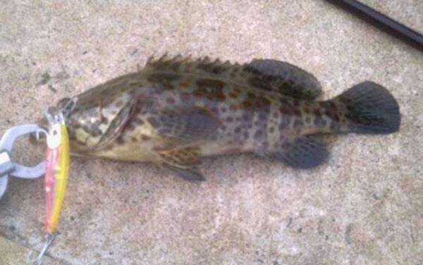 钓石斑鱼用几号钩和几号线?