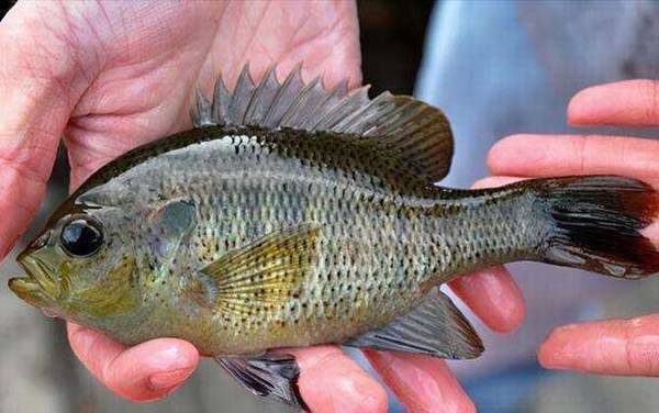 钓太阳鱼用多大的鱼钩?