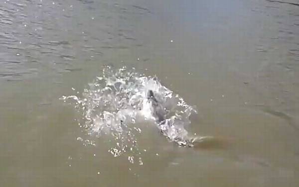 钓鲟鱼用什么鱼竿?