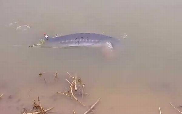 钓鲟鱼用什么鱼竿?