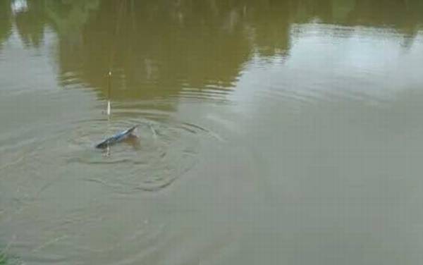 钓鲟鱼用多大的线组?