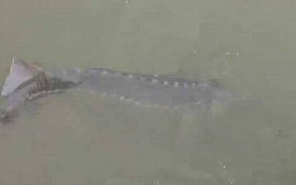 钓鲟鱼用多大的线组?