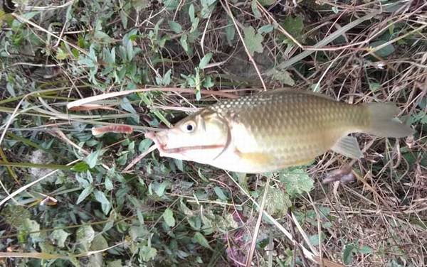 钓二三两的鲫鱼用几号钩?