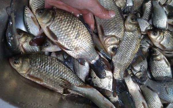 野钓鲫鱼用哪种钩最好?