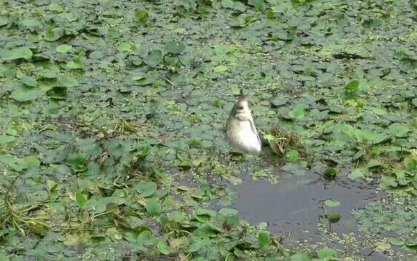 野钓鲫鱼用哪种钩最好?