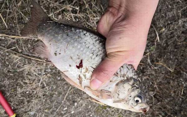 钓鲫鱼伊豆钩好还是伊势尼钩好?