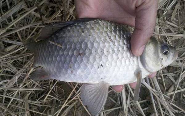 钓鲫鱼伊豆钩好还是伊势尼钩好?