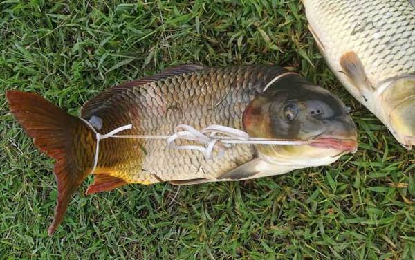 钓鲤鱼用吃铅多重的漂比较好?