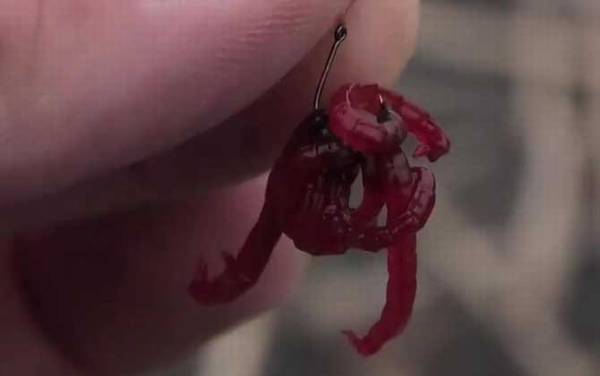 红虫钓鲫鱼用几号钩子?