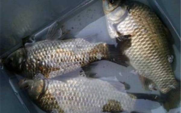 钓鲫鱼吃铅多少的漂合适?