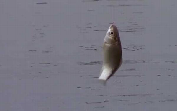 丸世鱼钩钓鲫鱼用几号钩?