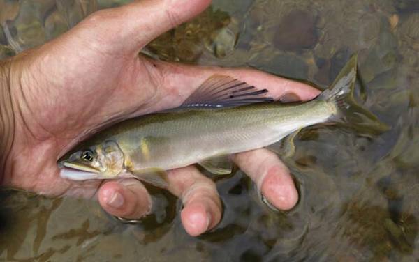 鲇竿适合钓什么鱼?