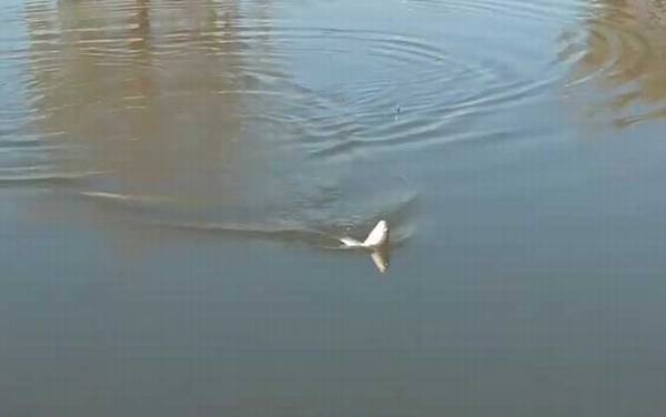 冬季钓鱼用什么鱼钩?