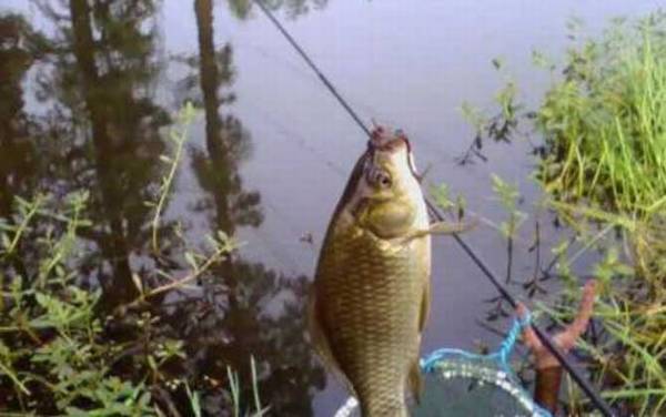 蚯蚓钓鲫鱼用几号钩?