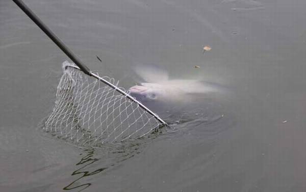 钓鱼用具种类及价格大全