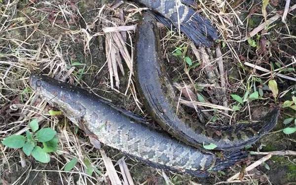 钓黑鱼专用鱼钩是什么钩?