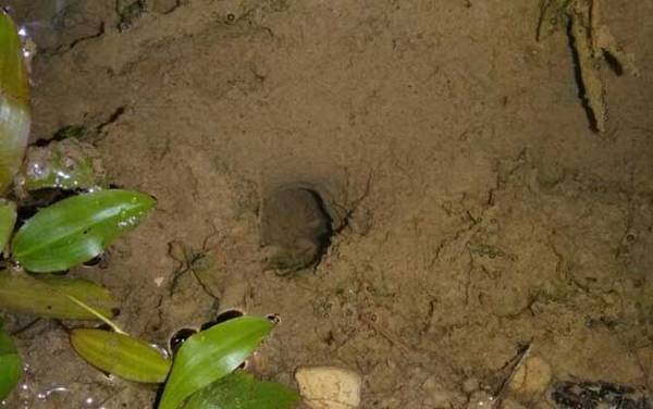 最好钓黄鳝的钩是什么钩型?