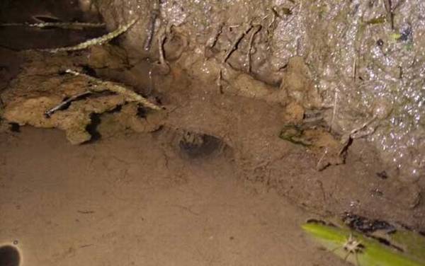 最好钓黄鳝的钩是什么钩型?