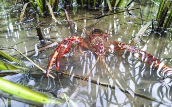 钓小龙虾用什么钩最好?