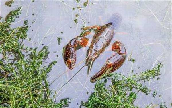 钓小龙虾用什么钩最好?