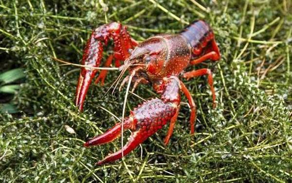 钓小龙虾用什么钩最好?