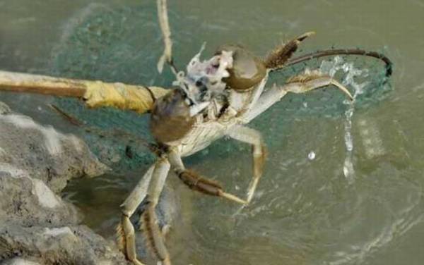 钓螃蟹用什么工具好?