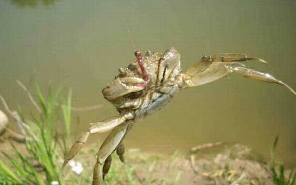 钓螃蟹用什么工具好?