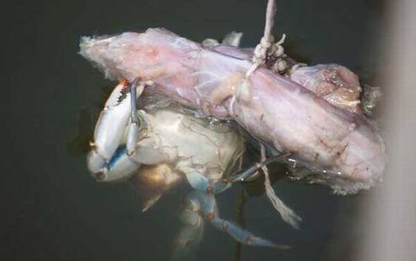 钓螃蟹用什么钩最好?