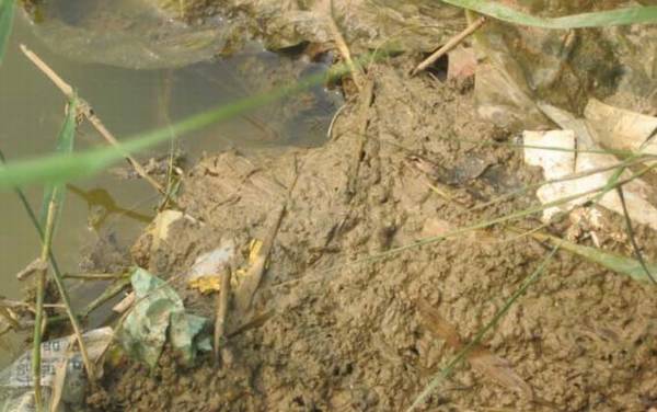 钓甲鱼用什么线最好?