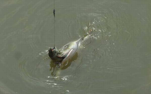 钓甲鱼用什么线最好?