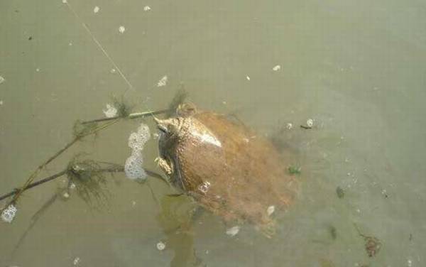 钓甲鱼用大力马几号线?